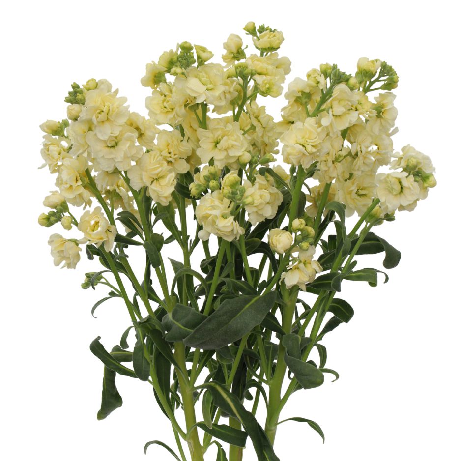 【choka】キタカムイ☆ながさき黄金☆寒咲菜花☆きゅうり☆長崎県産 Amazon.co.jp: TAKARA 花咲き小唄 Hana-Saki-Kouta ヴィンテージ